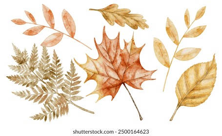 Autumn watercolor leaves on isolated background. Drawing of fall dried plants with oak and maple leaf and fern for harvest festival or thanksgiving greeting card or invitation. Illustration of branch - Powered by Shutterstock