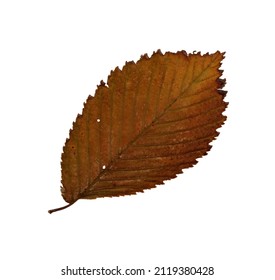 Autumn Yellow Leaf, Elm Herbarium. Close-up Shot. Autumn Seasonal Decor. Falling Leaves Banner Template. Bright Leaf Of A Forest Tree. Flat Lay Of Orange And Green Foliage Isolated On White Background