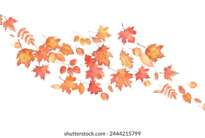 Autumnal foliage fall and orange maple leaves flying in wind motion blur. Watercolor autumn falling leaves on blow on transparent background. - Powered by Shutterstock