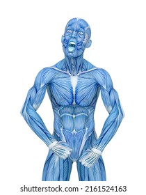 Average Man Muscle Maps Is So Angry, 3d Illustration