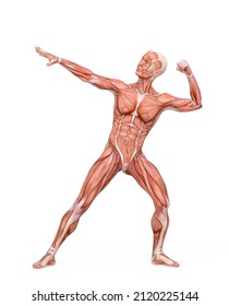 Average Man Muscle Maps Is Doing A Winner Pose, 3d Illustration