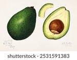 Avocado (Persea) (1916) by Amanda Almira Newton.  Vintage avocado art drawing, art print, old illustration, avocado painting.