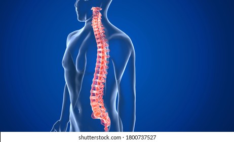 Axial Skeleton is the part of the skeleton that consists of the bones of the head and trunk of a vertebrate.the ossicles of the middle ear, hyoid bone,rib cage,sternum and the vertebral colulumn.3D