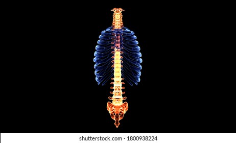 Axial Skeleton is the part of the skeleton that consists of the bones of the head and trunk of a vertebrate.the ossicles of the middle ear, hyoid bone,rib cage,sternum and the vertebral colulumn.3D
