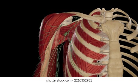 Axillary Lymph Nodes Anatomy3d Rendering Stock Illustration 2210352981 Axillary Lymph Nodes Anatomy3d Rendering Stock Illustration 2210352981