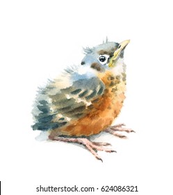 Download Baby Bird Watercolor Hd Stock Images Shutterstock