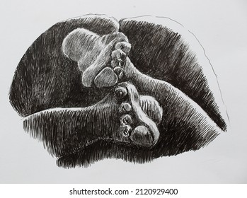 Baby Feet - Illustration. Drawing Of Crossed Legs Of The Kid, Made By Hand With A Liner.