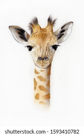 Baby Giraffe Colored Pencils Illustration