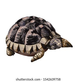 Baby Land Turtle Illustration Stock Illustration 1542639758 | Shutterstock