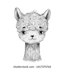 Baby Animals Pencil Drawing Hd Stock Images Shutterstock