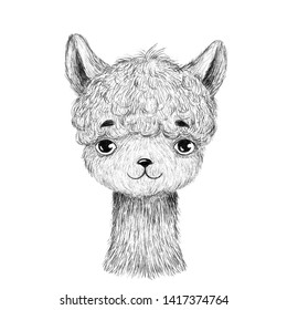 Baby Animals Pencil Drawing Images Stock Photos Vectors Shutterstock