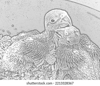 Baby Parrots Sketch Illustration Abstract 