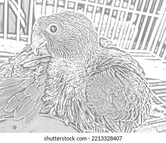 Baby Parrots Sketch Illustration Abstract 