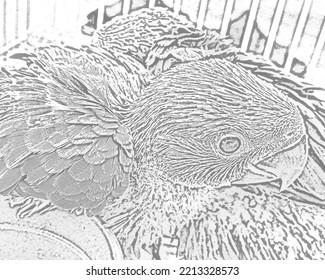 Baby Parrots Sketch Illustration Abstract 