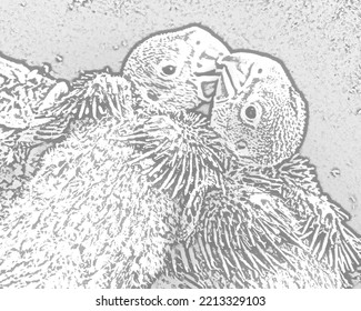 Baby Parrots Sketch Illustration Abstract