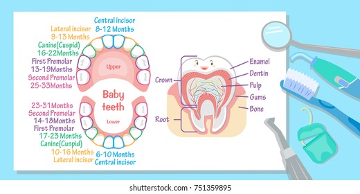 Tooth Exfoliation Chart
