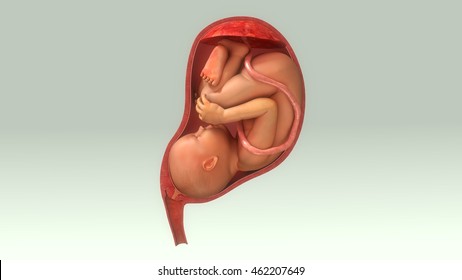 Baby In Womb 3d Illustration