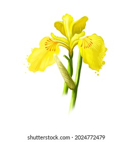 Bach - Acorus calamus ayurvedic herb, flower. digital art illustration with text isolated on white. Healthy organic spa plant widely used in treatment, for preparation medicines for natural usages