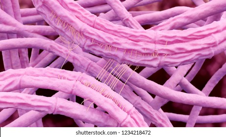 Bacillus Anthracis (Anthrax) 3d Illustration