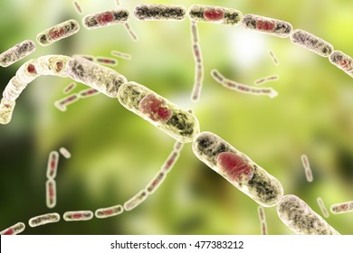 Bacillus Anthracis, Gram-positive Spore Forming Bacteria Which Cause Anthrax And Are Used As Biological Weapon, 3D Illustration