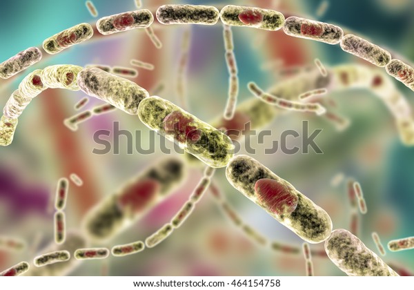 Bacillus Anthracis Gram positive Spore Forming Bacteria Which Cause 