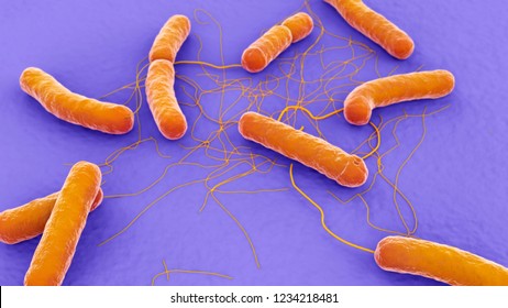 Bacillus Cereus 3d Illustration