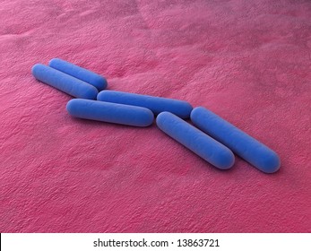 Bacillus Subtilis