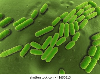 Bacillus Subtilis