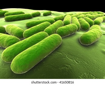 Bacillus Subtilis