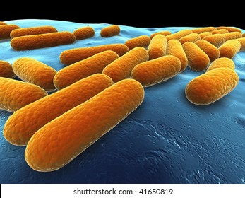 Bacillus Subtilis