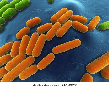 Bacillus Subtilis