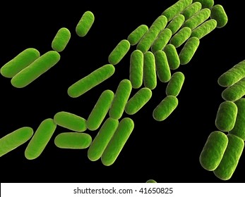 Bacillus Subtilis