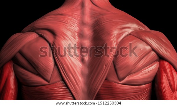 Back Muscles Anatomy Male 3d Render Stock Illustration 1512250304