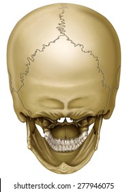 Skull Back View Images Stock Photos Vectors Shutterstock