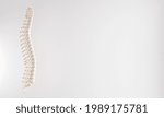 backbone on white background. 3d render
