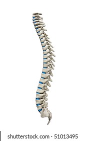 Backbone Spinal Plates Left View Isolated Stock Illustration 51013495 ...