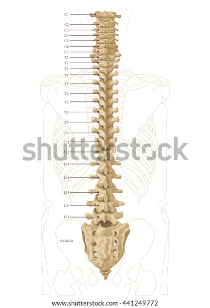 Backbone Structure Stock Illustration 441249772