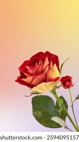 background design with red roses