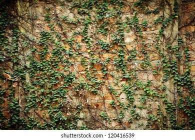 Background With Vine Wall.