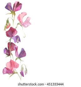 Background Watercolor Flowers Sweet Pea Place Stock Illustration