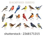 Backyard birds with names. Watercolor painted big illustration set. Various backyard birds on white background. Bluebird, starling, wren, blue jay, robin, warbler, red cardinal elements isolated