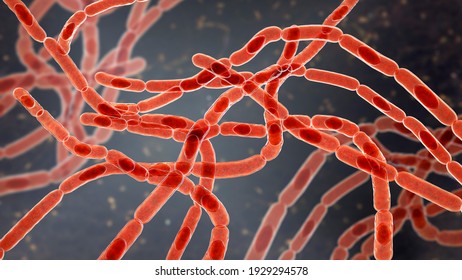 Bacteria Bacillus anthracis, der verursachende Wirkstoff der Milzbrand, 3D-Abbildung