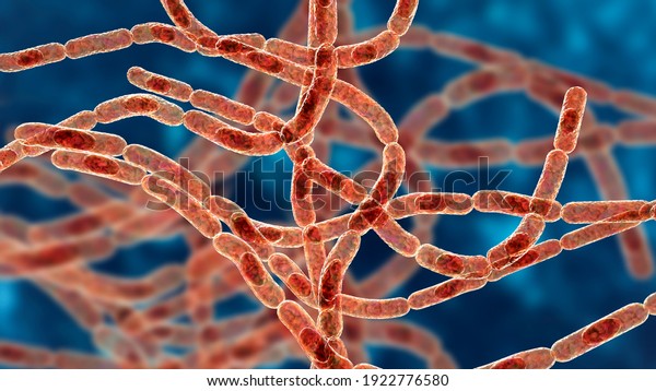 Bacteria Bacillus Anthracis Causative Agent Anthrax Stock Illustration ...