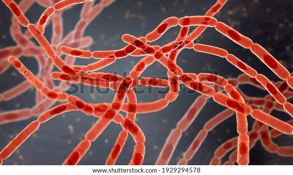 Bacteria Bacillus Anthracis Causative Agent Anthrax Stock Illustration ...