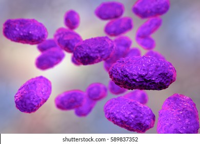 pertussis bacteria