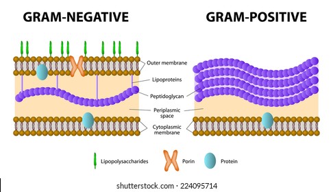 Gram Positive And Gram Negative Bacteria Chart