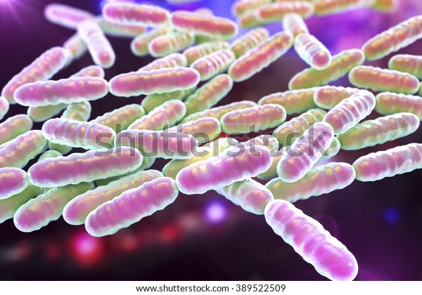 Bacteria Lactobacillus Lactic Acid Bacteria Which Stock Illustration ...