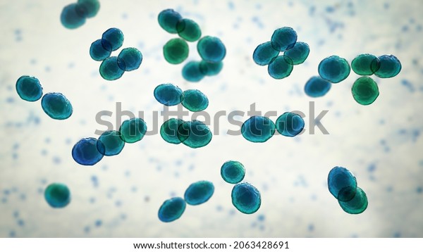 Bacteria Lactococcus 3d Illustration Grampositive Cocci Stock ...