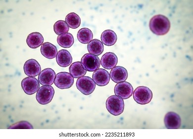 Bacteria methicillin-resistant Staphylococcus aureus MRSA, multidrug resistant bacteria, 3D illustration