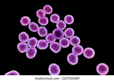 Bacteria methicillin-resistant Staphylococcus aureus MRSA, multidrug resistant bacteria, 3D illustration